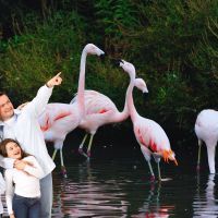 3 parcs animaliers et botaniques à visiter ce week-end dans le Morbihan pour une escapade inoubliable en Bretagne ! Emmenez votre famille dans l'un de ces lieux du Morbihan