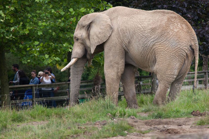 Quels sont les meilleurs zoos et parcs animaliers de Bretagne ?