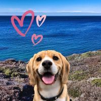 Les 4 plages bretonnes incontournables où votre chien est le bienvenu pour profiter des beaux jours ensemble : faites ce week-end un tour en bord de mer en Bretagne avec votre toutou