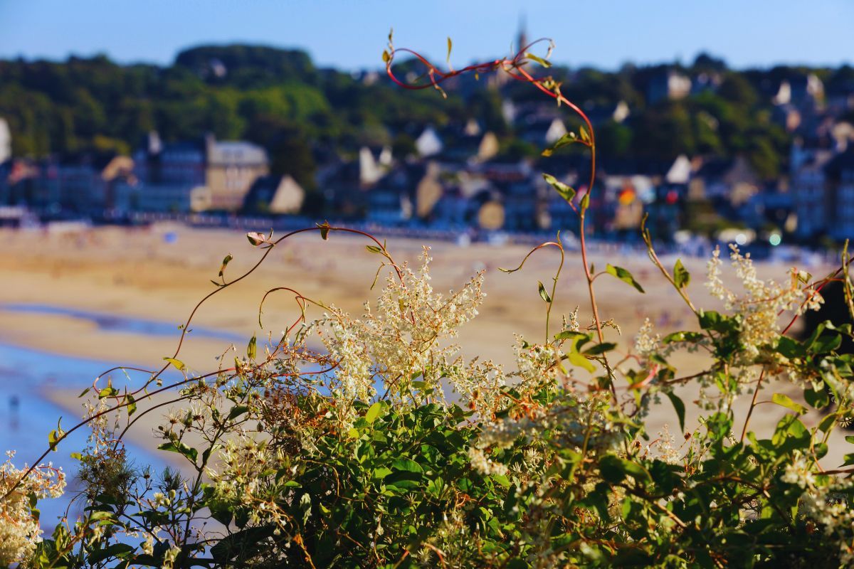 Vous rêvez de vacances en Bretagne ? Voici pourquoi vous devriez choisir la plage des Quatre Vaulx à Saint-Cast-le-Guildo : sable fin, air iodé, et eau salée