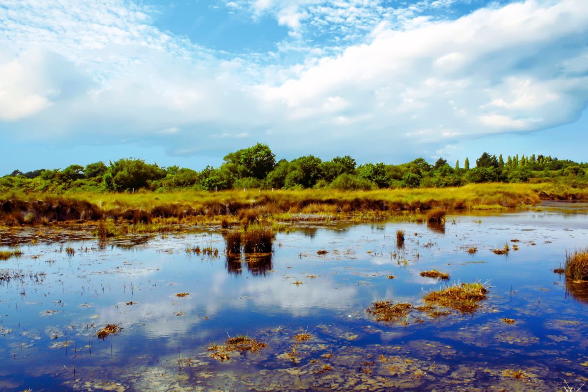 Pourquoi le sentier des culs salés à Séné est-il devenu une attraction incontournable ? Découvrez cette balade en Bretagne qui vous laissera un souvenir mémorable