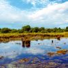 Pourquoi le sentier des culs salés à Séné est-il devenu une attraction incontournable ? Découvrez cette balade en Bretagne qui vous laissera un souvenir mémorable