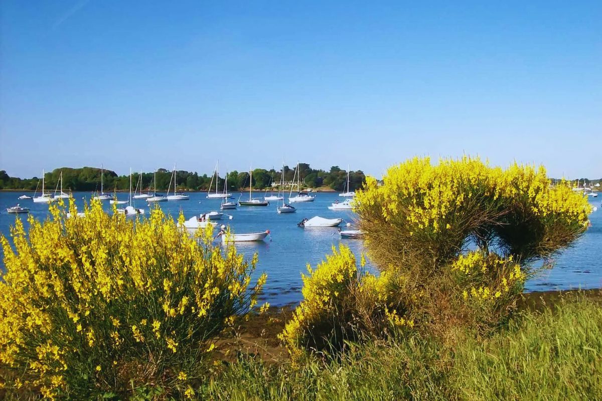 Vacances avec votre chien dans le Morbihan : les plages accueillantes