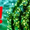 Alerte en Bretagne : L'Invasion des Algues Vertes, un Défi Environnemental Urgent !