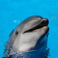Rencontre magique avec les dauphins en Bretagne