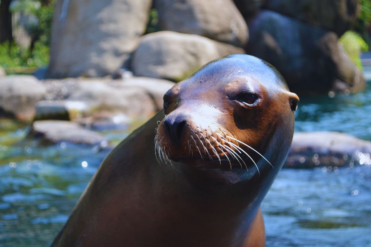 Découvrez 3 zoos et parcs animaliers en Côtes d'Armor en Bretagne pour une aventure inoubliable au cœur de la faune sauvage ! N'hésitez plus et venez passer la journée dans un de ces lieux magiques