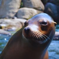 Découvrez 3 zoos et parcs animaliers en Côtes d'Armor en Bretagne pour une aventure inoubliable au cœur de la faune sauvage ! N'hésitez plus et venez passer la journée dans un de ces lieux magiques