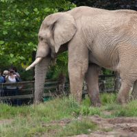 Quels sont les meilleurs zoos et parcs animaliers de Bretagne ?