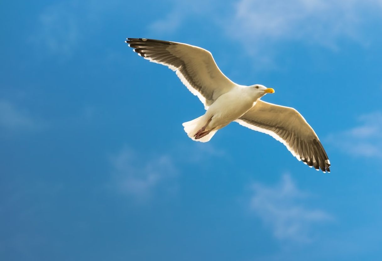 Oiseau blanc en plein vol