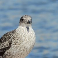 Mouette ou Goéland : Découvrez les oiseaux de Bretagne