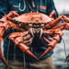 Araignées de Mer : Menace Insoupçonnée pour les Moules Bretonnes ?